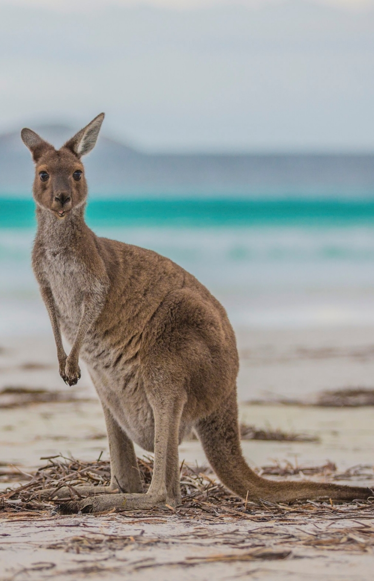 Lucky Bay, Cape Le Grand National Park, Westaustralien © Greg Snell, Tourism Western Australia Lucky Bay, Cape Le Grand National Park, Westaustralien © Greg Snell, Tourism Western Australia
