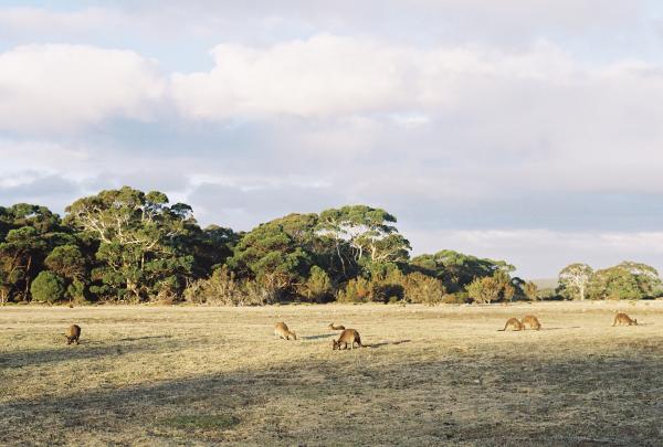 Southern Ocean Lodge, Kangaroo Island, Südaustralien © Luxury Lodges of Australia