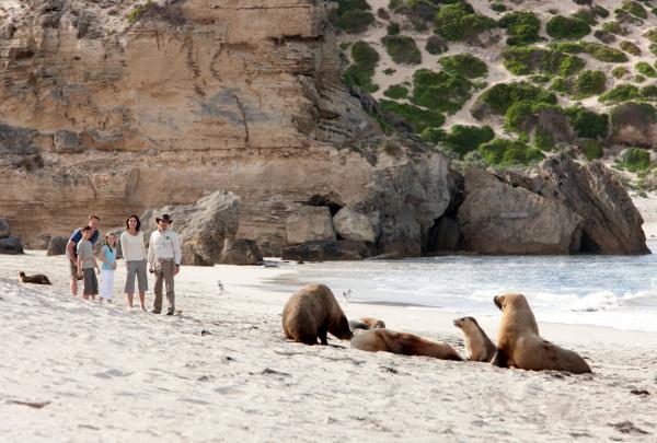 Seal Bay, Kangaroo Island, Südaustralien © Tourism Australia