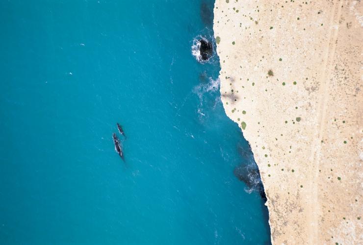 Südliche Glattwale, Head of Bight, Nullarbor Plains, Südaustralien © South Australian Tourism Commission, Adam Bruzzone Südliche Glattwale, Head of Bight, Nullarbor Plains, Südaustralien © South Australian Tourism Commission, Adam Bruzzone