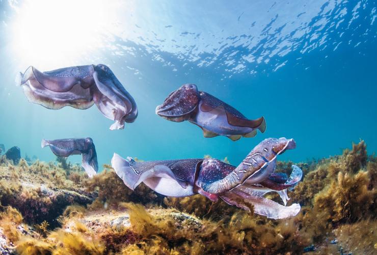 Schwimmen mit Tintenfischen, Stony Point, Südaustralien © Carl Charter Schwimmen mit Tintenfischen, Stony Point, Südaustralien © Carl Charter