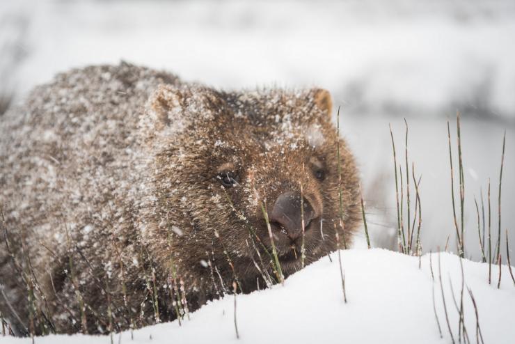 Wombat im Schnee, Cradle Mountain, Tasmanien © Paul Fleming Wombat im Schnee, Cradle Mountain, Tasmanien © Paul Fleming