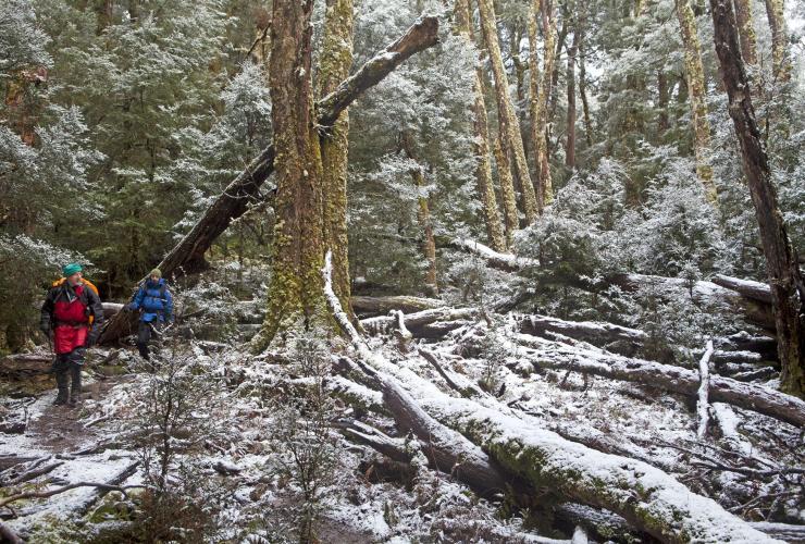 Tasmanian Expeditions, Overland Track, Cradle Mountain-Lake St Clair National Park, Tasmanien © Andrew Bain Tasmanian Expeditions, Overland Track, Cradle Mountain-Lake St Clair National Park, Tasmanien © Andrew Bain
