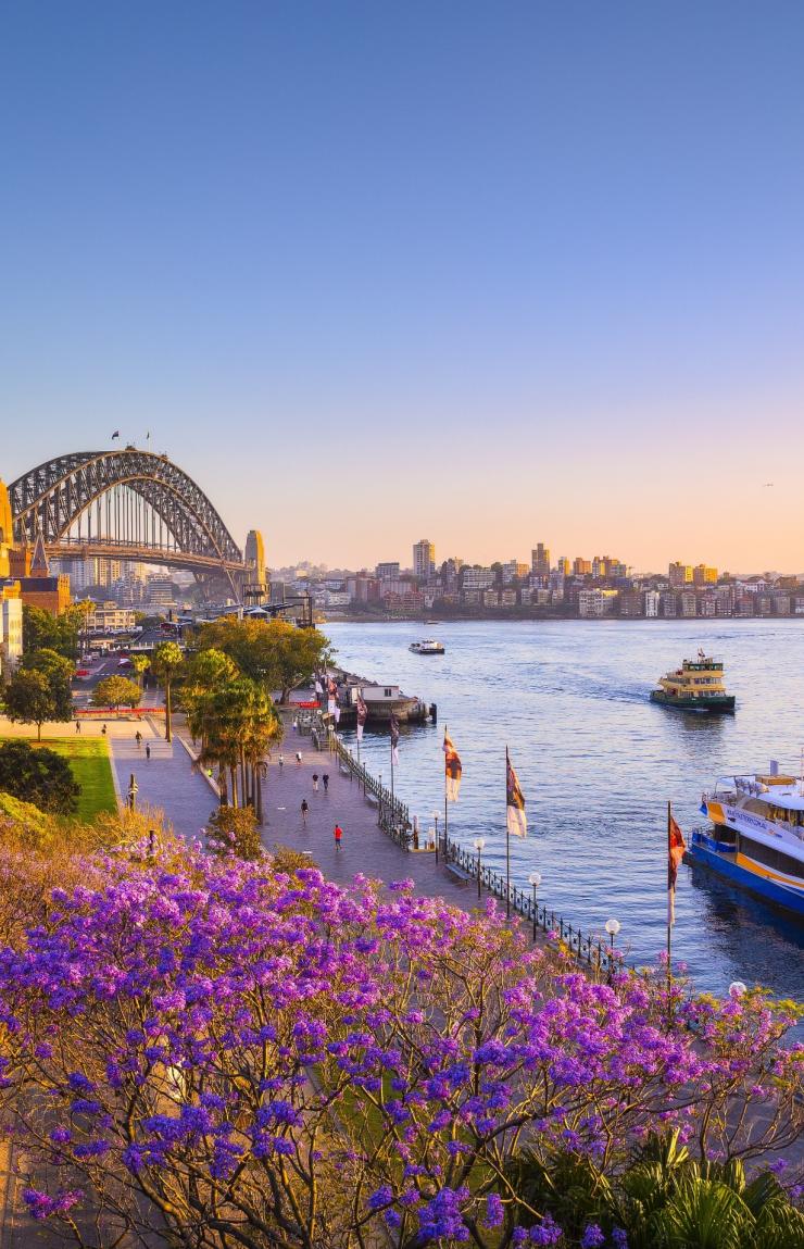 Jacarandas und Sydney Harbour bei Sonnenuntergang, Sydney, New South Wales © Destination NSW Jacarandas und Sydney Harbour bei Sonnenuntergang, Sydney, New South Wales © Destination NSW