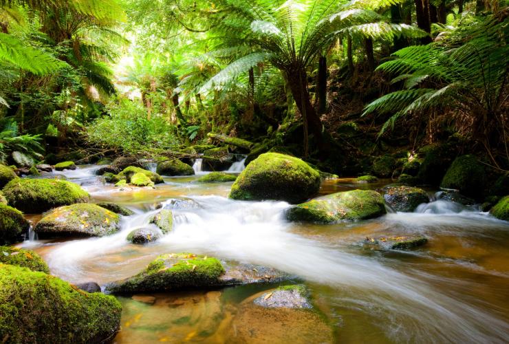 St Columba Falls Walk, Tasmanien © Tourism Tasmania, Andrew McIntosh, Ocean Photography St Columba Falls Walk, Tasmanien © Tourism Tasmania, Andrew McIntosh, Ocean Photography