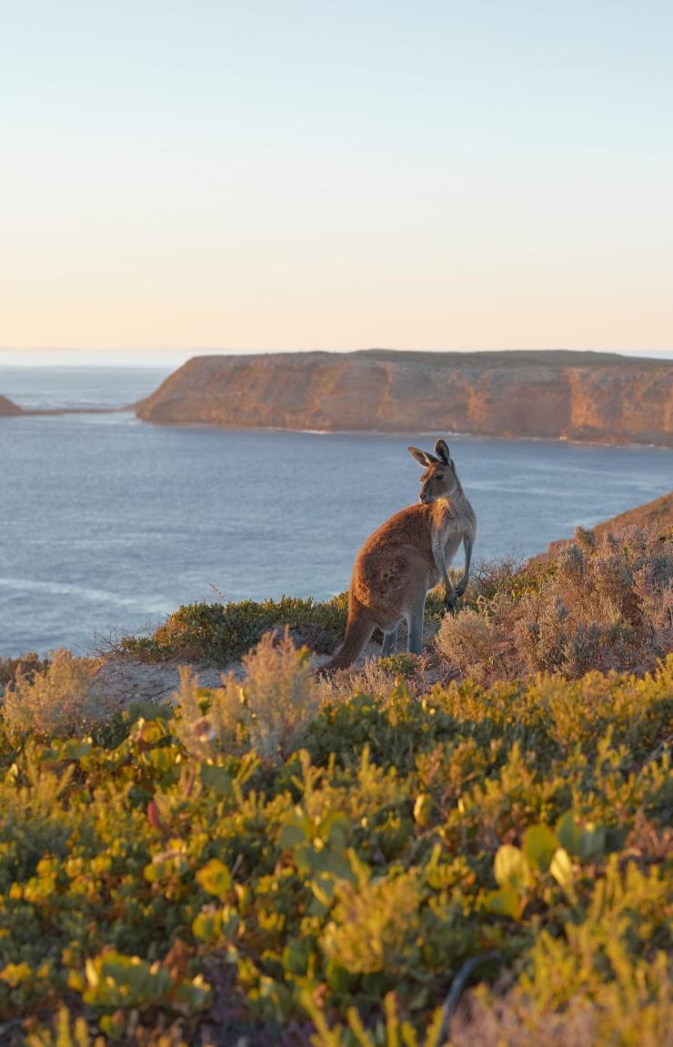 Cape du Couedic, Kangaroo Island, Südaustralien © Aquiles Pamparana