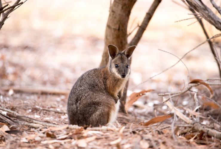 Tammar-Wallaby, Exceptional Kangaroo Island, Kangaroo Island, Südaustralien © Exceptional Kangaroo Island Tammar-Wallaby, Exceptional Kangaroo Island, Kangaroo Island, Südaustralien © Exceptional Kangaroo Island