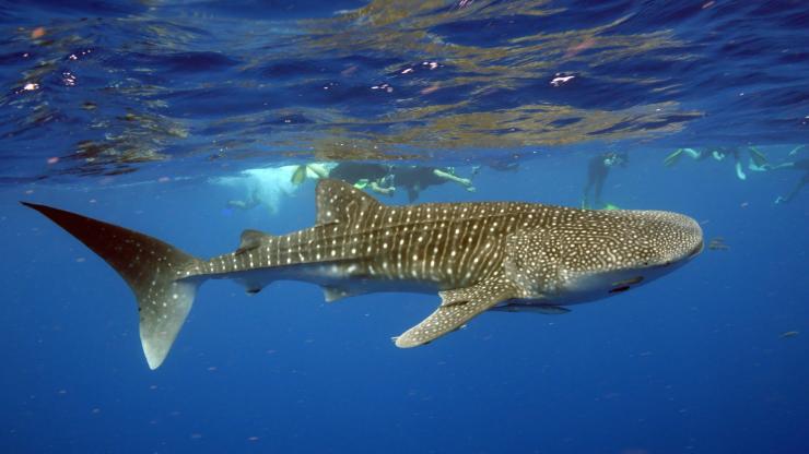 Walhai, Exmouth Dive & Whalesharks Ningaloo, Ningaloo Marine Park, Westaustralien © Exmouth Diving Centre Walhai, Exmouth Dive & Whalesharks Ningaloo, Ningaloo Marine Park, Westaustralien © Exmouth Diving Centre