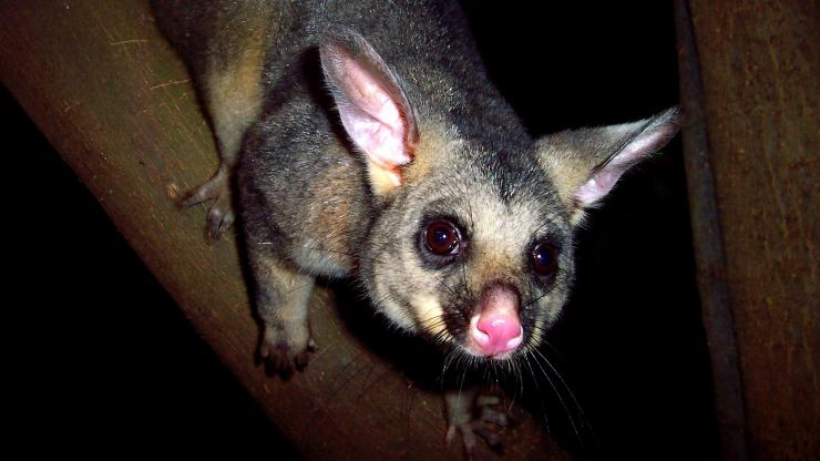 Fuchskusu, Boutique Wildlife Tours, Southern Highlands, New South Wales © Boutique Wildlife Tours Fuchskusu, Boutique Wildlife Tours, Southern Highlands, New South Wales © Boutique Wildlife Tours