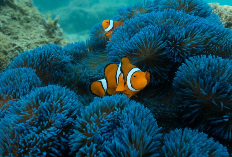 Clownfish, Frankland Islands Reef Cruises, Frankland Islands, Queensland © Frankland Islands Reef Cruises/Australian Wildlife Journeys Clownfish, Frankland Islands Reef Cruises, Frankland Islands, Queensland © Frankland Islands Reef Cruises/Australian Wildlife Journeys