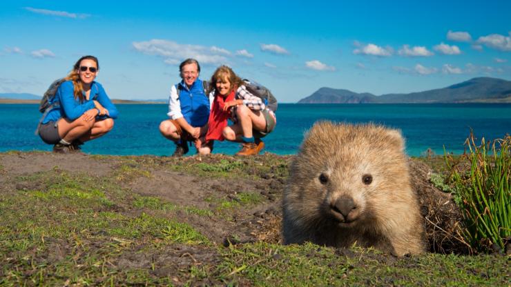 Nacktnasenwombat, The Maria Island Walk, Maria Island, Tasmanien © The Maria Island Walk Nacktnasenwombat, The Maria Island Walk, Maria Island, Tasmanien © The Maria Island Walk