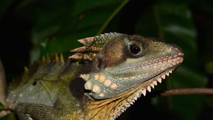 Boyds Winkelkopfagame, FNQ Nature Tours, Daintree National Park, Queensland © FNQ Nature Tours Boyds Winkelkopfagame, FNQ Nature Tours, Daintree National Park, Queensland © FNQ Nature Tours
