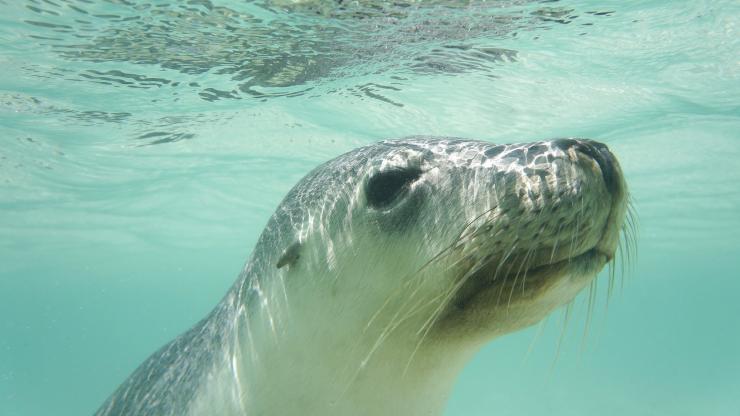 Australischer Seelöwe, Australian Coastal Safaris, Eyre Peninsula, Südaustralien © Australian Wildlife Journeys Australischer Seelöwe, Australian Coastal Safaris, Eyre Peninsula, Südaustralien © Australian Wildlife Journeys
