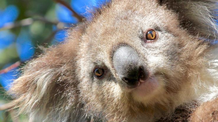Koala, Echidna Walkabout Nature Tours, You Yangs, Victoria © Echidna Walkabout Nature Tours Koala, Echidna Walkabout Nature Tours, You Yangs, Victoria © Echidna Walkabout Nature Tours