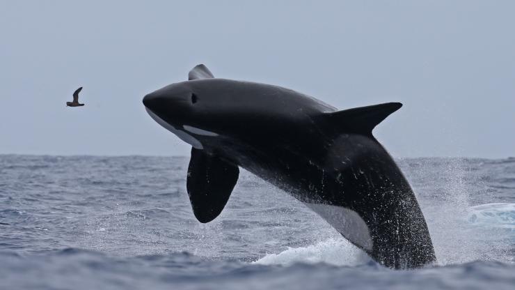 Orca, Naturaliste Charters, Bremer Canyon, Westaustralien © Naturaliste Charters Orca, Naturaliste Charters, Bremer Canyon, Westaustralien © Naturaliste Charters