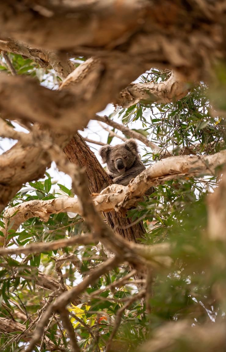 Ein Koala sitzt auf einem Baum inmitten verdrehter Äste, umgeben von Blättern, Tilligerry Habitat Reserve, Tanilba Bay, New South Wales © Rob Mulally Ein Koala sitzt auf einem Baum inmitten verdrehter Äste, umgeben von Blättern, Tilligerry Habitat Reserve, Tanilba Bay, New South Wales © Rob Mulally