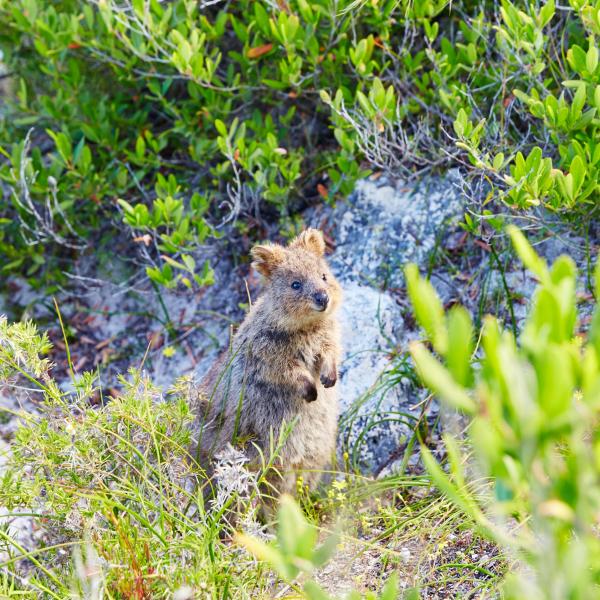 Niedliches Quokka am Meer, Rottnest Island/Wadjemup, Westaustralien © Tourism WA