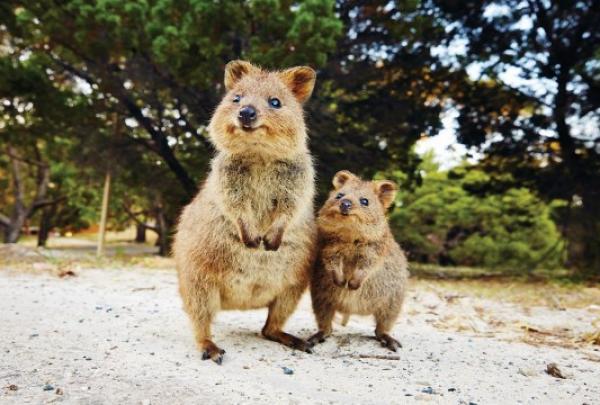 Quokka, Perth/Boorloo, Westaustralien © Tourism Australia