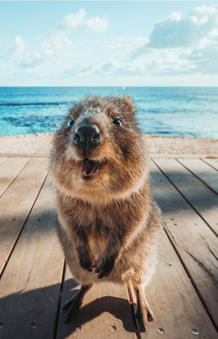 Ein Quokka lächelt in die Kamera auf Rottnest Island, Westaustralien © Tourism Western Australia Ein Quokka lächelt in die Kamera auf Rottnest Island, Westaustralien © Tourism Western Australia