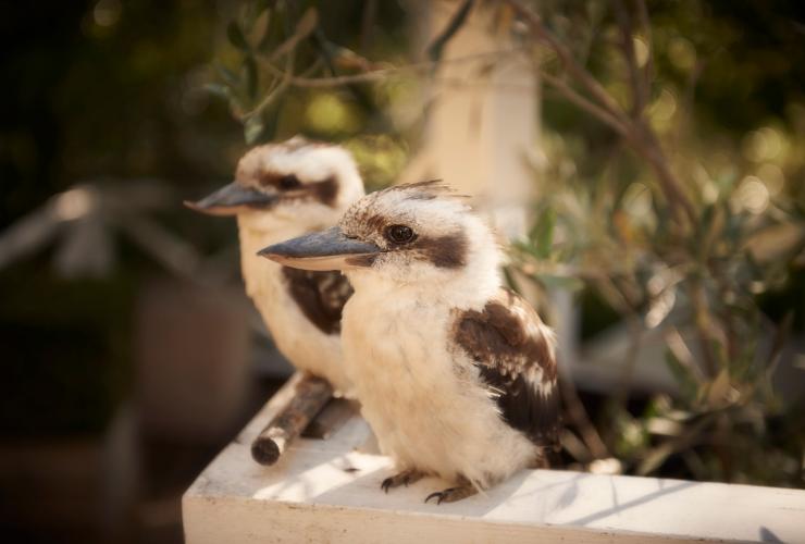 Kookaburras auf einem Felsvorsprung am Lake House in Daylesford © Christina Simons Kookaburras auf einem Felsvorsprung am Lake House in Daylesford © Christina Simons