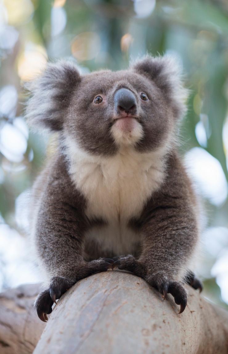 Ein Koala steht auf einem Ast und blickt zu den Blättern hinauf im Hanson Bay Sanctuary, Kangaroo Island, Südaustralien © Tourism Australia  Ein Koala steht auf einem Ast und blickt zu den Blättern hinauf im Hanson Bay Sanctuary, Kangaroo Island, Südaustralien © Tourism Australia