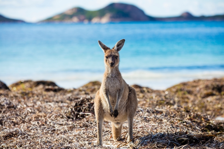 Kängurus stehen auf Gras mit dem Ozean im Hintergrund, Lucky Bay, Esperance, Westaustralien © Tourism Western Australia