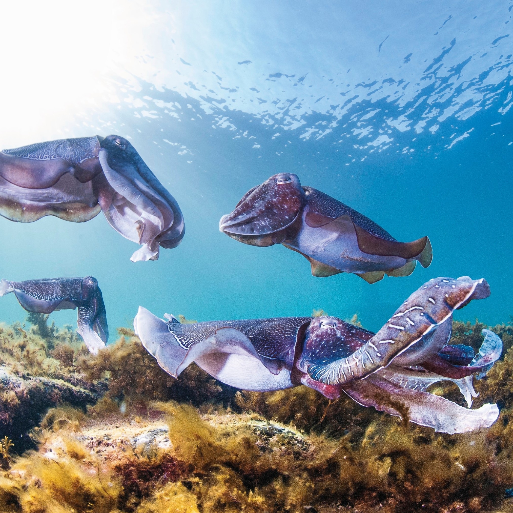 Tintenfische, Stony Point © Carl Charter
