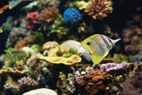 Reef HQ, Townsville, Queensland © Tourism and Events Queensland