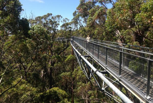Valley of the Giants Tree Top Walk, Walpole-Nornalup National Park, Westaustralien © Tourism Australia