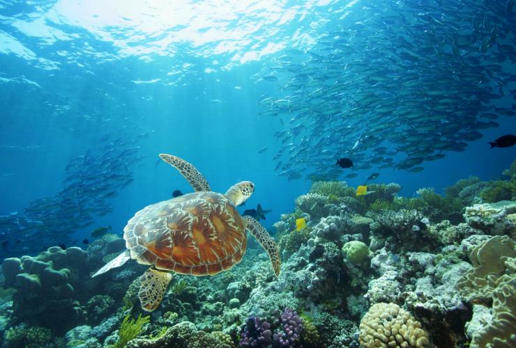 Sea Turtle, Great Barrier Reef, QLD © www.oakbeachproductions.com.au 