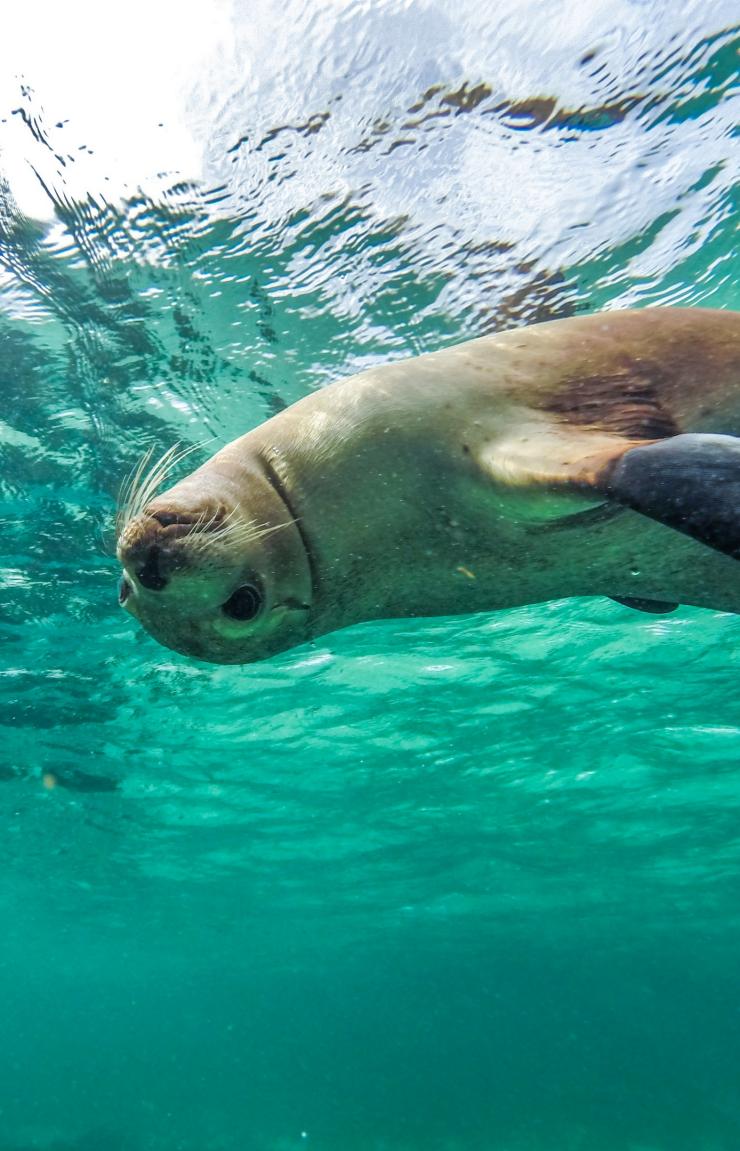 Eyre Peninsula, SA © David Edgar Eyre Peninsula, SA © David Edgar