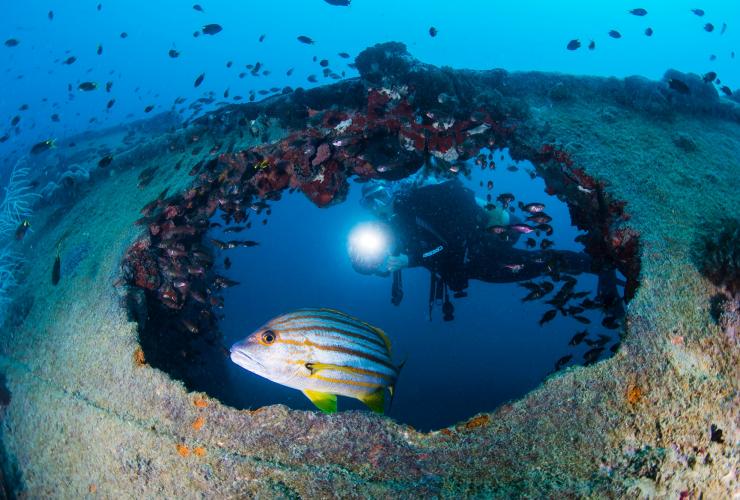 Scuba diving around the SS. Yongala shipwreck on the Great Barrier Reef in Queensland © Tourism and Events Queensland/Scuba Diver Life