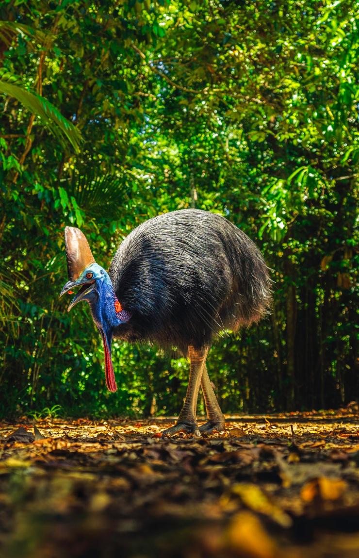 Cassowary in Daintree Rainforest, Queensland © Tourism and Events Queensland Cassowary in Daintree Rainforest, Queensland © Tourism and Events Queensland