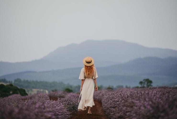 Bridestowe Lavender Estate, outside Launceston, TAS © Jarrad Seng Bridestowe Lavender Estate, outside Launceston, TAS © Jarrad Seng
