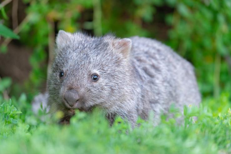 Wombat grazing in the woodlands © Visit Victoria Wombat grazing in the woodlands © Visit Victoria