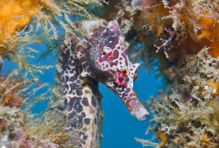 Red Seahorse at Chowder Bay, Sydney © Jayne Jenkins Red Seahorse at Chowder Bay, Sydney © Jayne Jenkins
