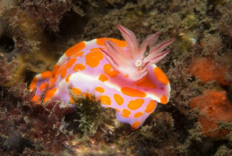 Nudibranch Bare Island, Botany Bay, Sydney © Jayne Jenkins Nudibranch Bare Island, Botany Bay, Sydney © Jayne Jenkins