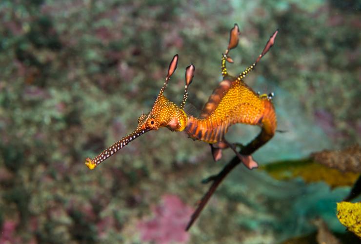 Weedy Seadragon, Kurnell, Sydney © Jayne Jenkins Weedy Seadragon, Kurnell, Sydney © Jayne Jenkins