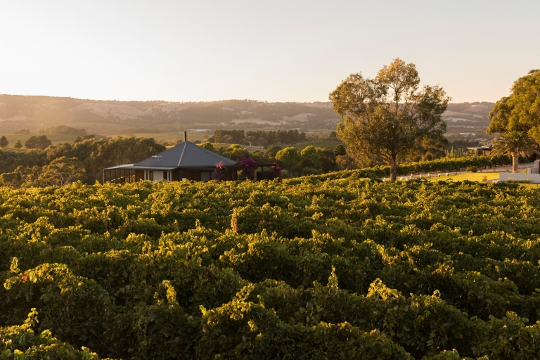 Rows of grape vines at The Vineyard Retreat in McLaren Vale © The Vineyard Retreat McLaren Vale Rows of grape vines at The Vineyard Retreat in McLaren Vale © The Vineyard Retreat McLaren Vale