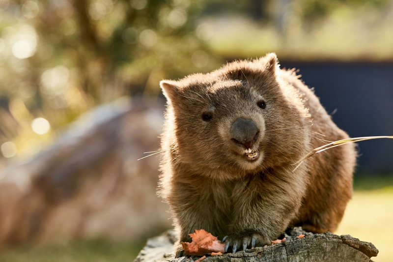 Wombat, Symbio Wildlife Park, Helensburgh, NSW © Destination NSW Wombat, Symbio Wildlife Park, Helensburgh, NSW © Destination NSW