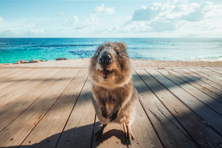 Quokka smiling at the camera on Rottnest Island, Western Australia © Tourism Western Australia Quokka smiling at the camera on Rottnest Island, Western Australia © Tourism Western Australia