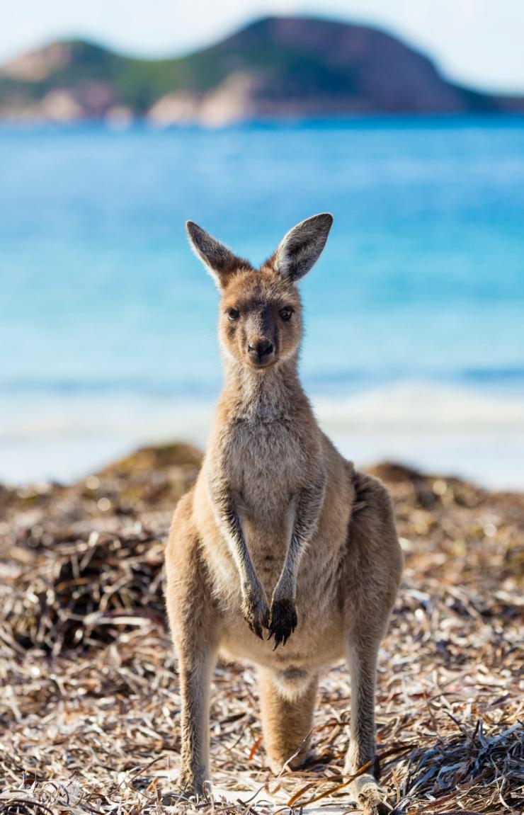 Kangaroo standing on grass with the ocean in the background at Lucky Bay, Esperance, Western Australia © Tourism Western Australia Kangaroo standing on grass with the ocean in the background at Lucky Bay, Esperance, Western Australia © Tourism Western Australia