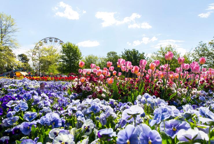 Floriade, Canberra, ACT © VisitCanberra Floriade, Canberra, ACT © VisitCanberra