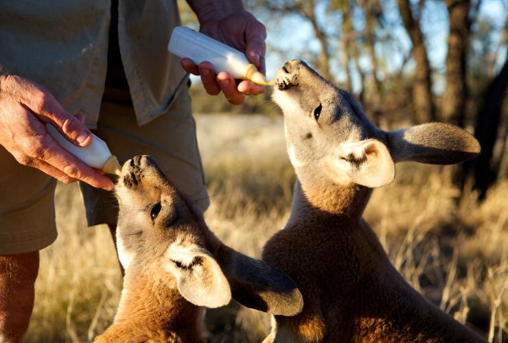 Kangaroos being bottle fed, The Kangaroo Sanctuary, Alice Springs, NT © The Kangaroo Sanctuary Kangaroos being bottle fed, The Kangaroo Sanctuary, Alice Springs, NT © The Kangaroo Sanctuary