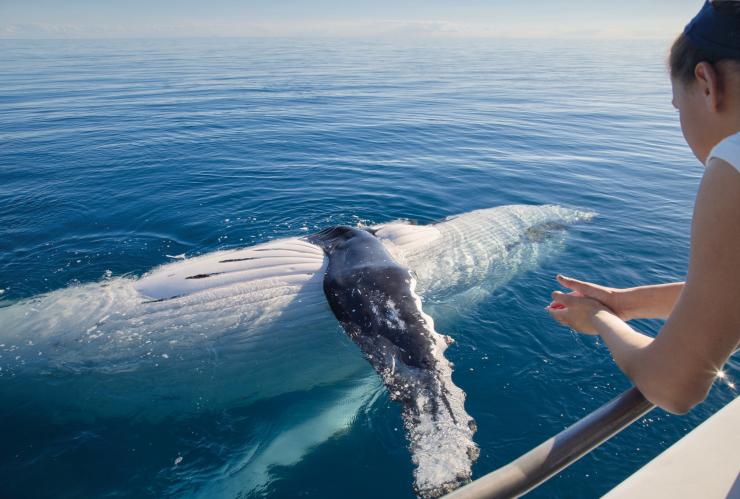 Whale watching, Hervey Bay, QLD © Tourism and Events Queensland Whale watching, Hervey Bay, QLD © Tourism and Events Queensland