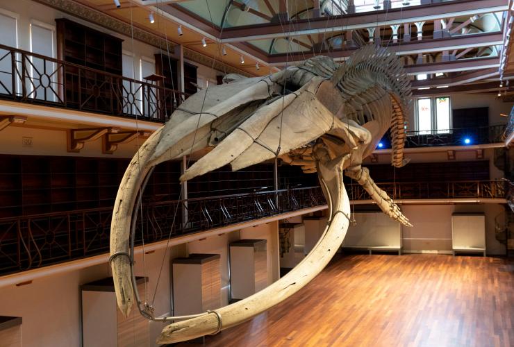 Blue whale skeleton at the WA Museum Boola Bardip in Perth © WA Museum, photo by Michael Haluwana, Aeroture Blue whale skeleton at the WA Museum Boola Bardip in Perth © WA Museum, photo by Michael Haluwana, Aeroture