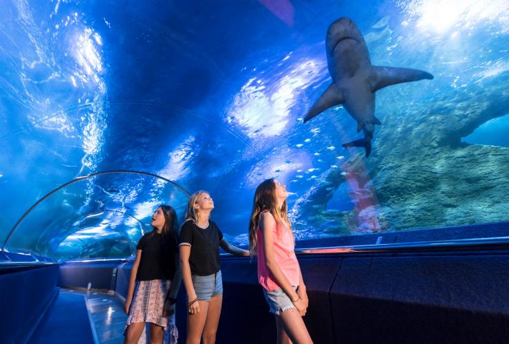 Aquarium of Western Australia, Perth, WA © AQWA Aquarium of Western Australia, Perth, WA © AQWA