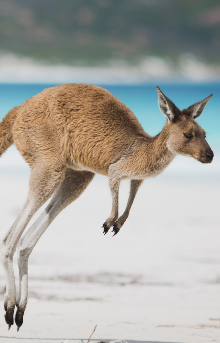 A kangaroo mid-jump on a white sand beach with bright blue ocean behind leading to a rugged, bushy landscape in the distance at Lucky Bay, Esperance, Western Australia © Australia’s Golden Outback