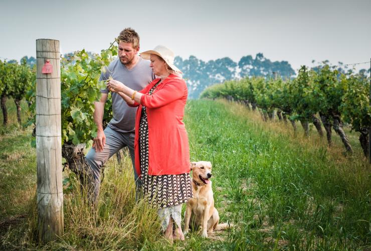 Curtis Stone, Cullen Wines, WA Ⓒ Insight Photography Curtis Stone, Cullen Wines, WA Ⓒ Insight Photography
