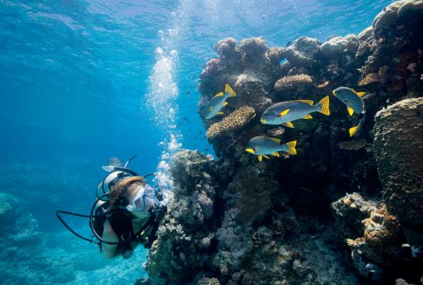 Snorkelling, Lizard Island, Whitsunday Islands, Great Barrier Reef, QLD © Tourism and Events Queensland, Darren Jew